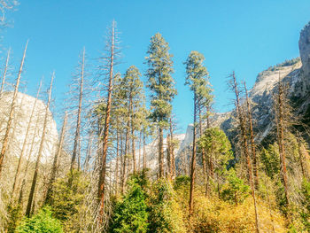 Trees growing on landscape against clear blue sky