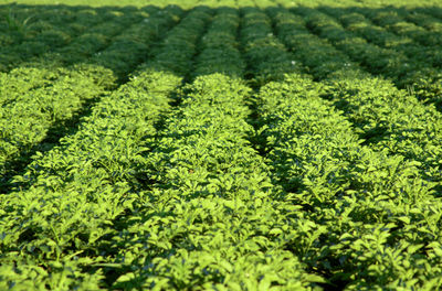 Potato plants growing on field