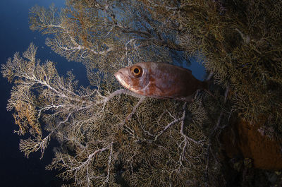 High angle view of fish in water