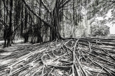 Bare trees in forest