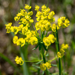 Close-up of yellow flowering plant on field