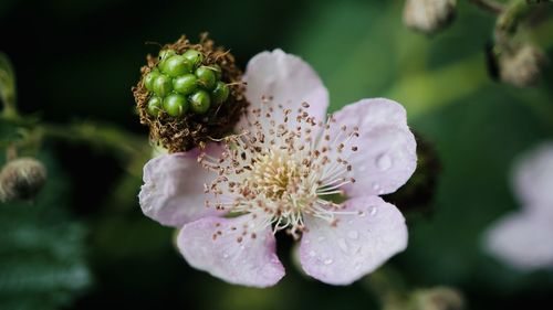 Close-up of flowering plant