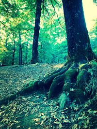 Trees in forest