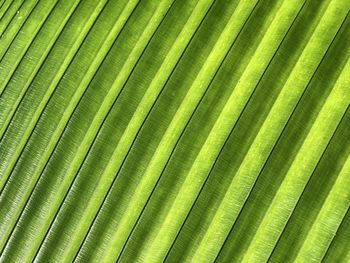 Full frame shot of palm leaves