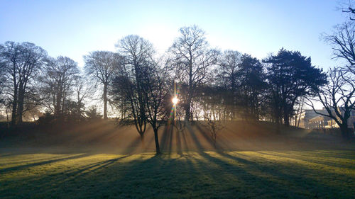 Sun shining through trees