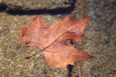 High angle view of maple leaf fallen on water