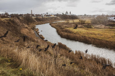 View of birds on landscape