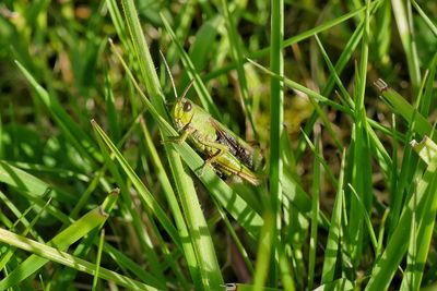 Close-up of insect on grass