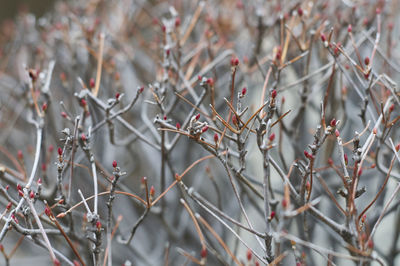 Red flower buds growing on twigs