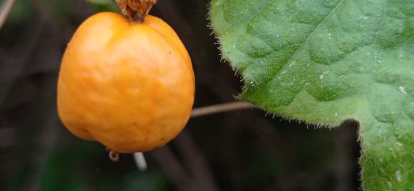 Close-up of orange fruit on tree