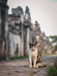 Portrait of a cat sitting