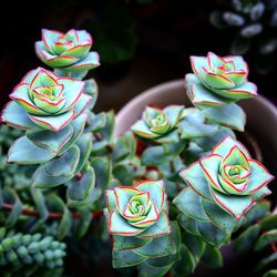 Close-up of succulent plant