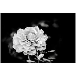 Close-up of rose plant against black background