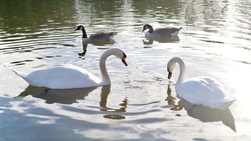 Swans swimming in lake