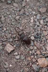 High angle view of butterfly on rock