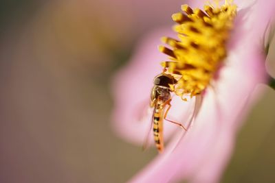 Close-up of insect on flower