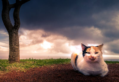 Cat looking away on field during sunset