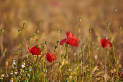 Close-up of red poppy flowers on field