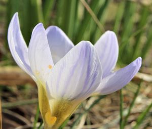 Close-up of white crocus flower