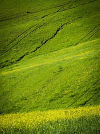 Scenic view of field