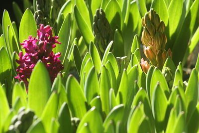 Hyacinth with spherical bulbs is a perennial herb