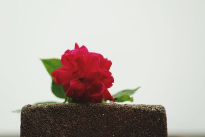 Close-up of red rose on table against white background