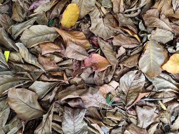 Full frame shot of dry leaves