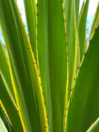 Close-up cactus details, green plant texture, organic exotic 