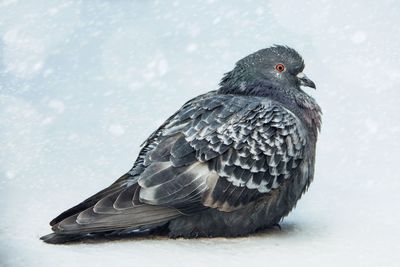 Close-up of bird perching on snow