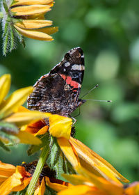 Close-up of butterfly pollinating on yellow flower