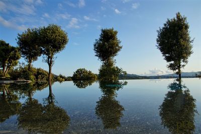 Reflection of trees in calm lake