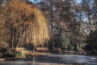 Scenic view of lake in forest