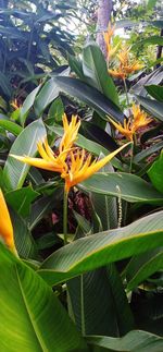 Close-up of flowering plant