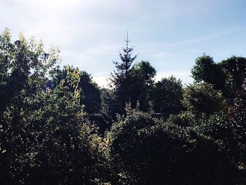 Silhouette of trees against sky