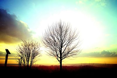 Silhouette of trees on landscape at sunset