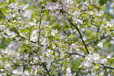 Close-up of cherry blossoms