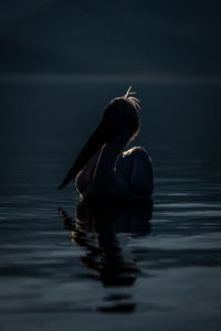 Close-up of bird in lake