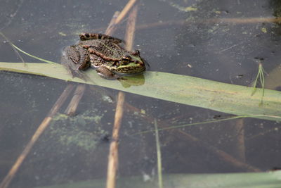 Close-up of turtle in water