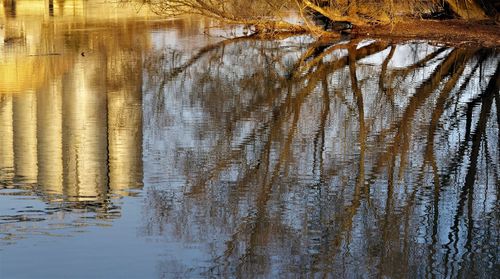 Reflection of trees in lake