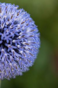 Close-up of purple flowering plant