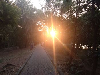 Sun shining through trees during sunset