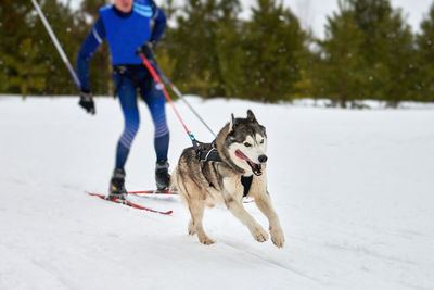 Dog on snow covered landscape during winter