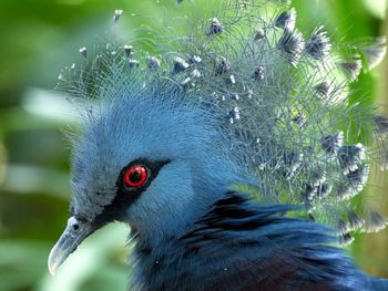 Close-up of a bird