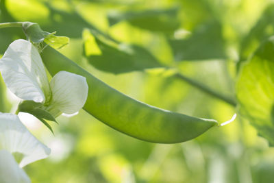 Close-up of flowering plant leaves