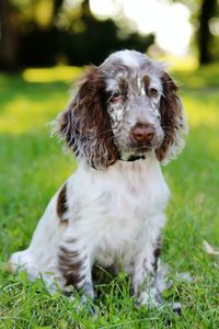 Dog lying on grassy field