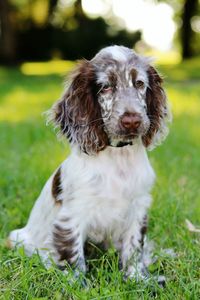 Close-up of english cocker spaniel sitting on grassy field