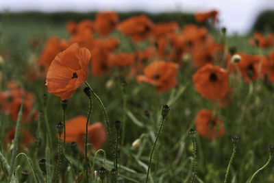 Close-up of orange poppy on field