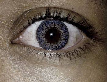 human eye