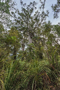 Low angle view of trees on field against sky