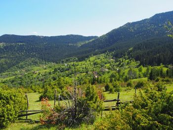 Trees on landscape against sky